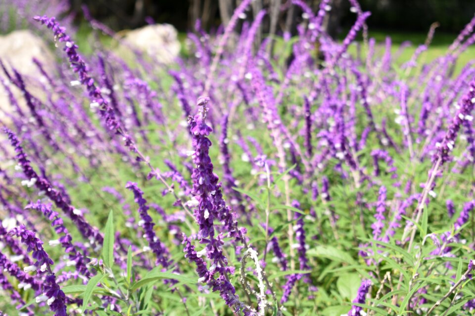 Flowers nature garden