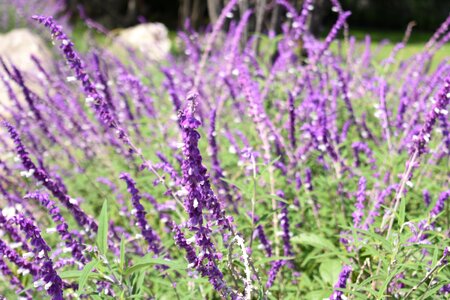 Flowers nature garden