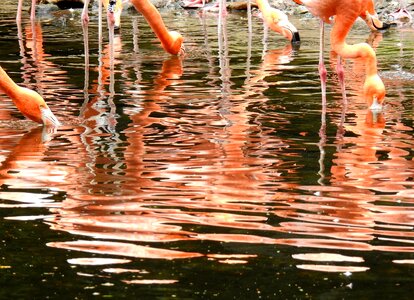 Nature mirroring