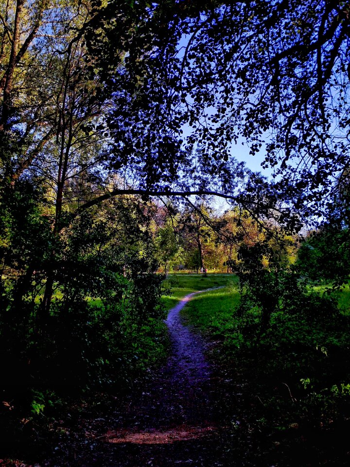 Forest trees grass