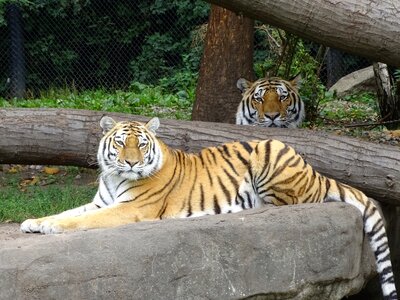 Tiger striped predator photo