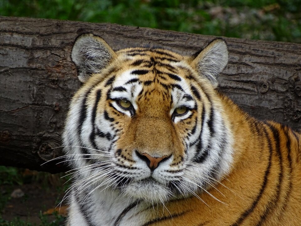 Tiger striped predator