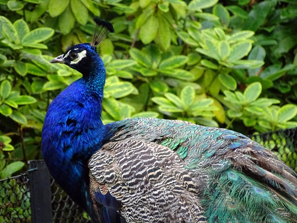 Peacock bird feather