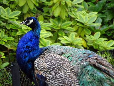 Peacock bird feather