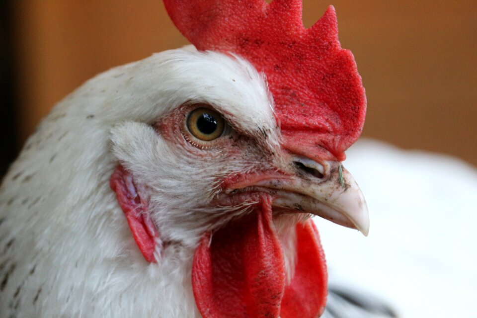 Closeup total bird