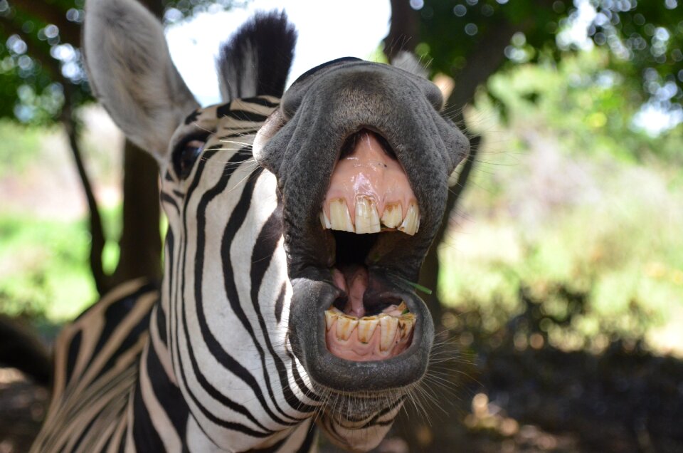 Animals humor smile