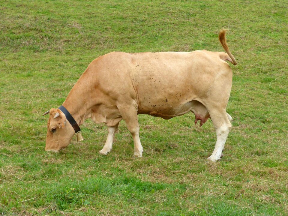 Through browsing grass pastures