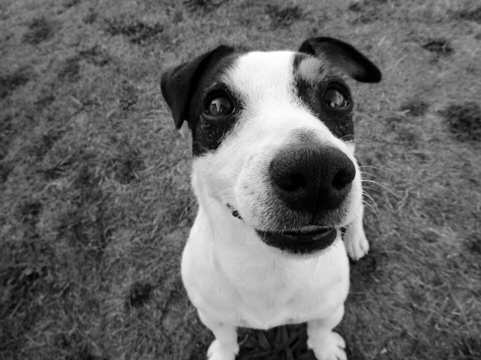 Snout nose lips