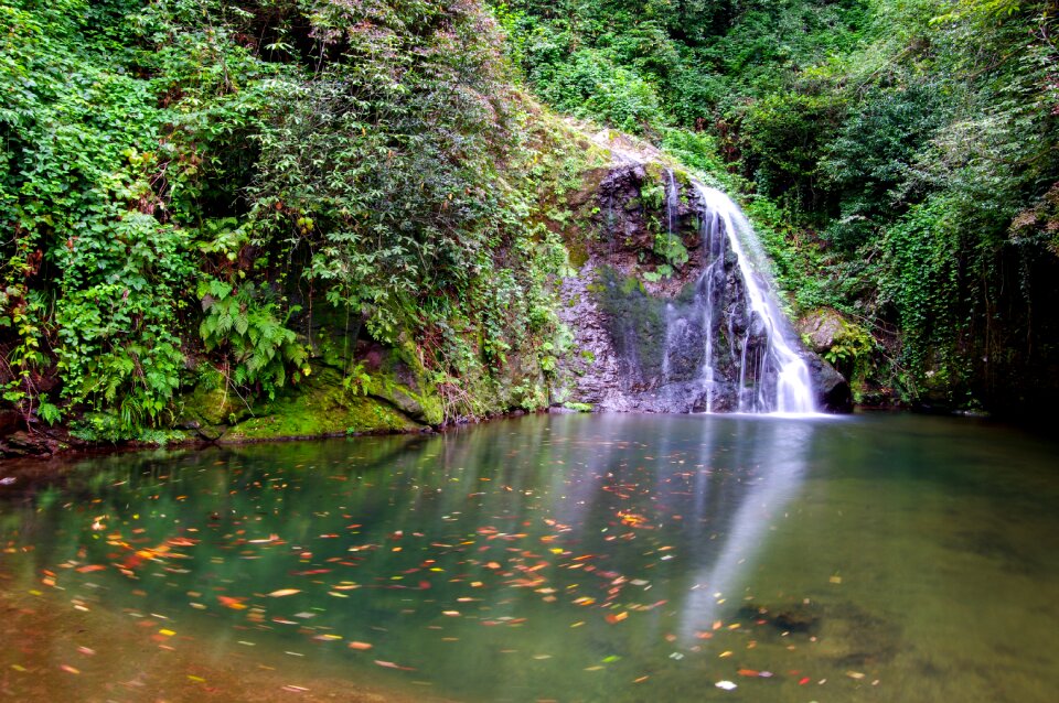 çayeli autumn green photo