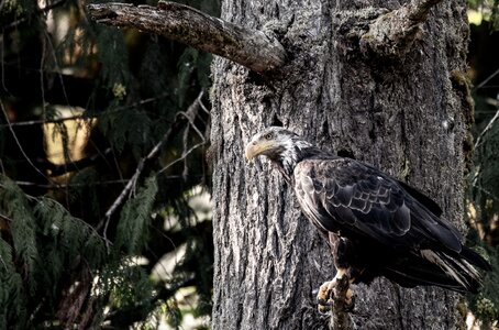 Raptor nature majestic