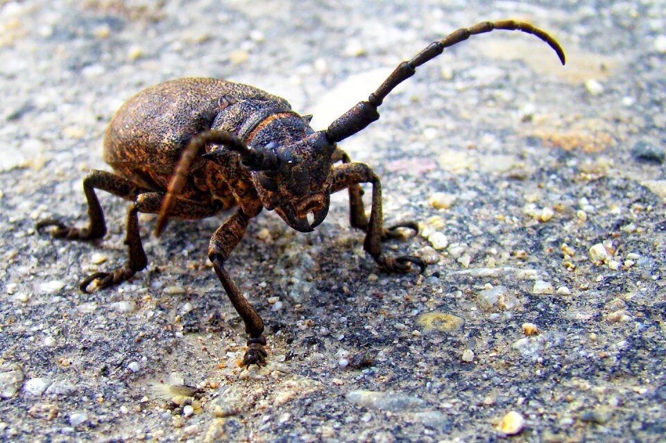 Beetle strigun insect