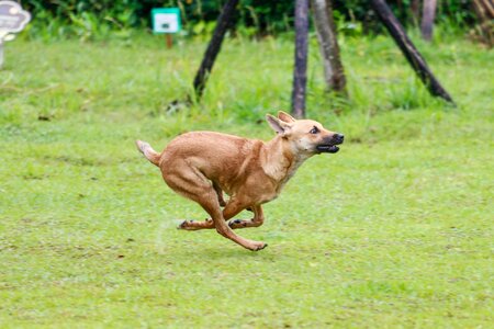 Run dog taiwan