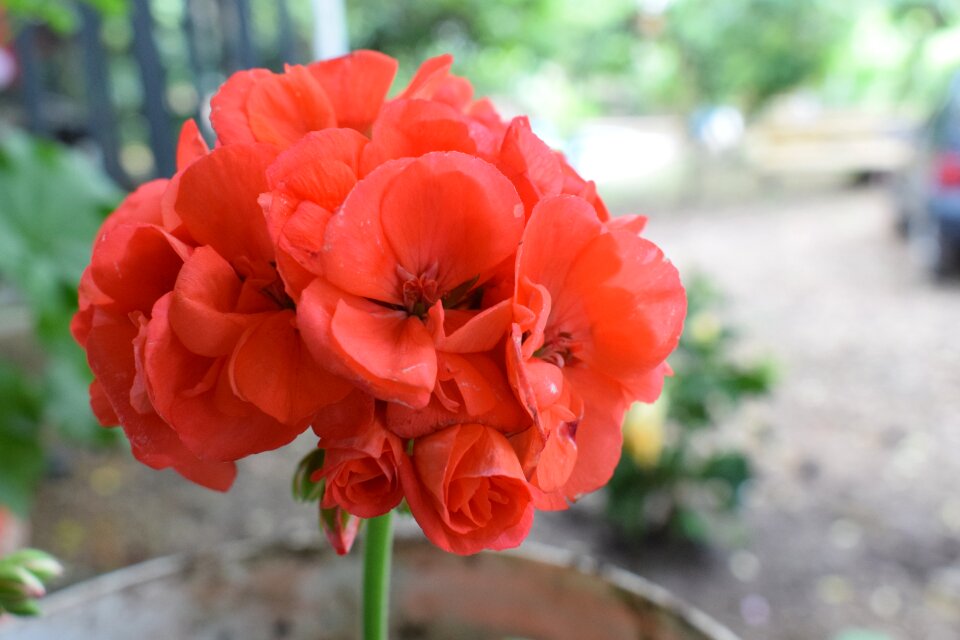 Petal garden plant