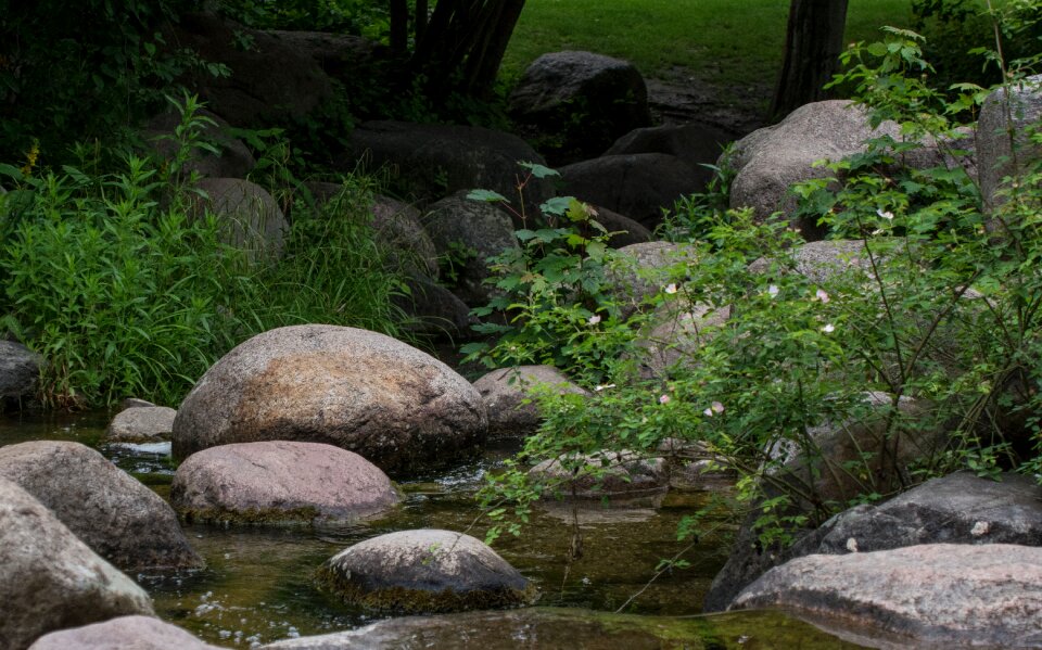 Nature forest scenic