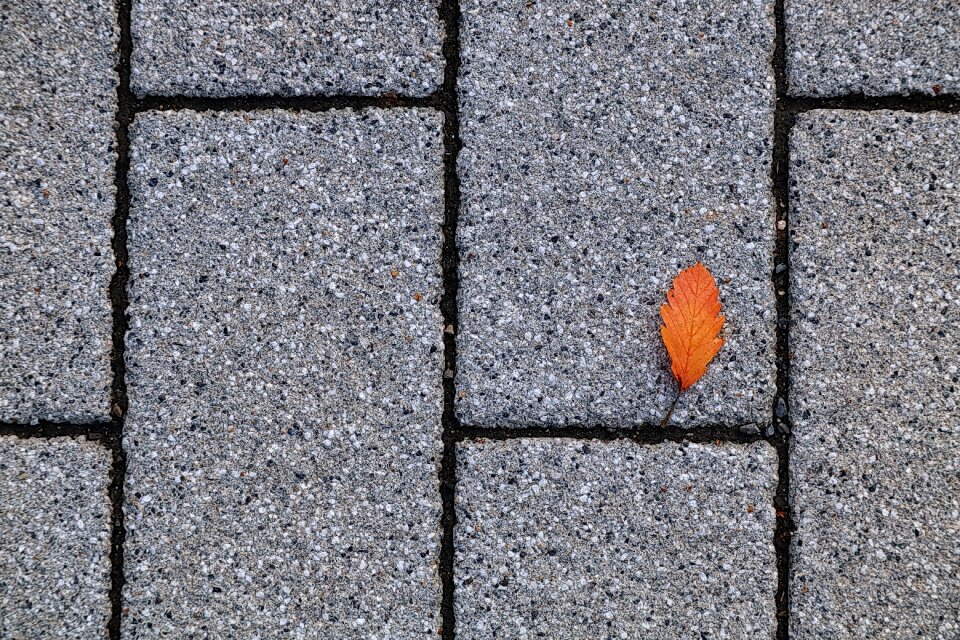 Autumn still life floor plaster