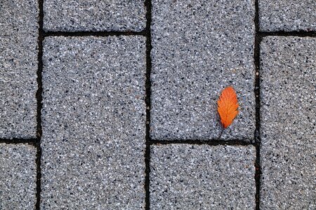 Autumn still life floor plaster