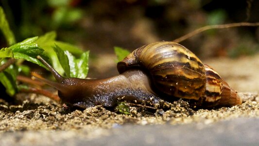 Nature shell crawl