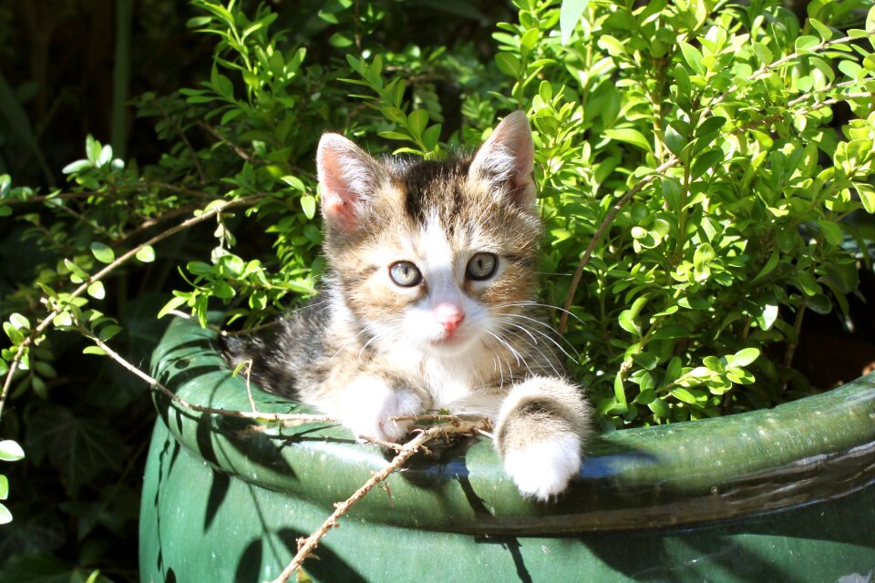 Pet domestic cat cute
