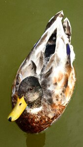 Water bird duck bird animal