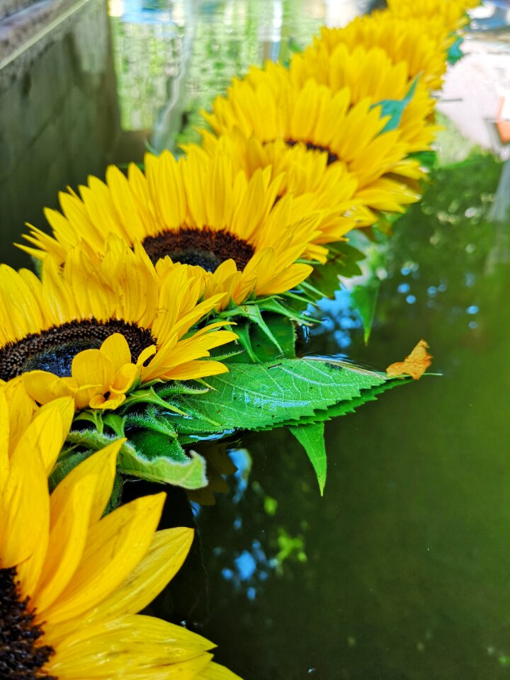 Water yellow summer