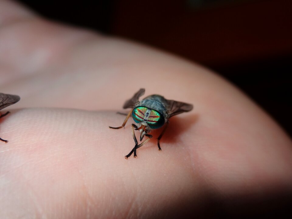 Insects animals tabanos