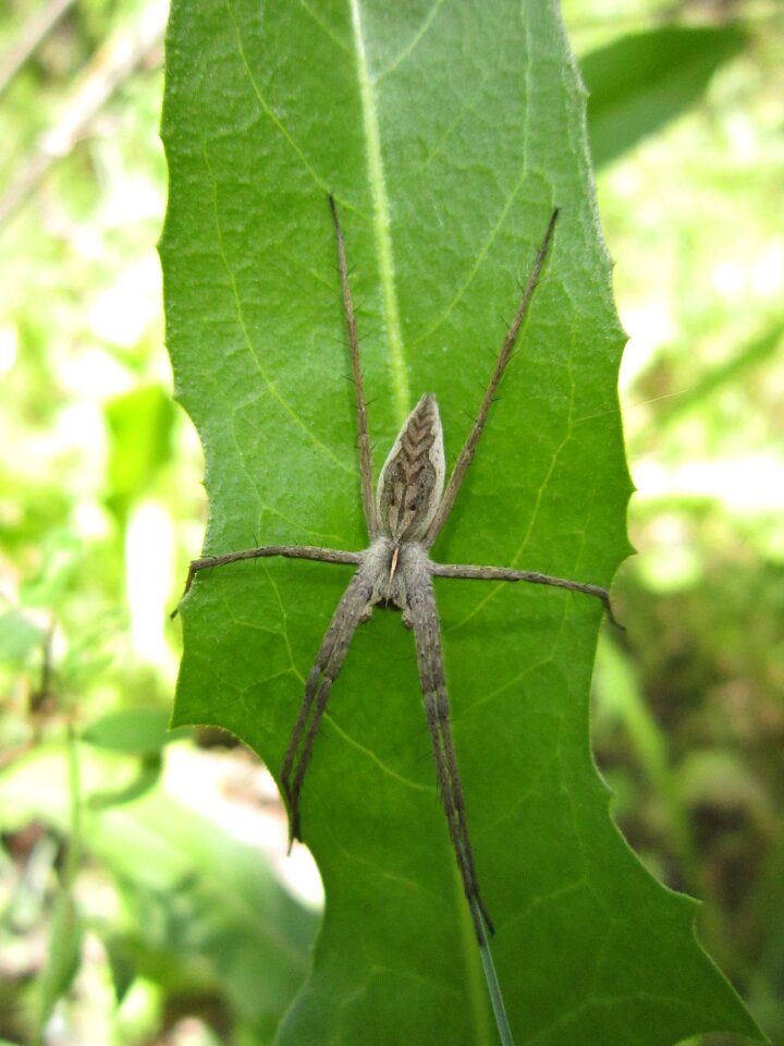 Field pisaura mirabilis animal