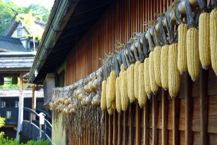 Corn onions crop