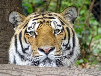 Tiger predator head