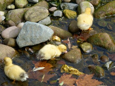 Chicks young river photo