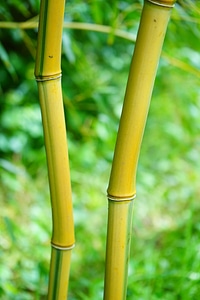 Yellow woody bamboo