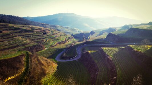 Landscape vineyards germany