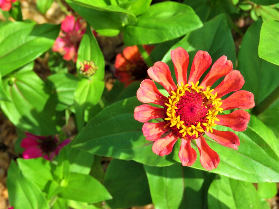 Colorful plant flora