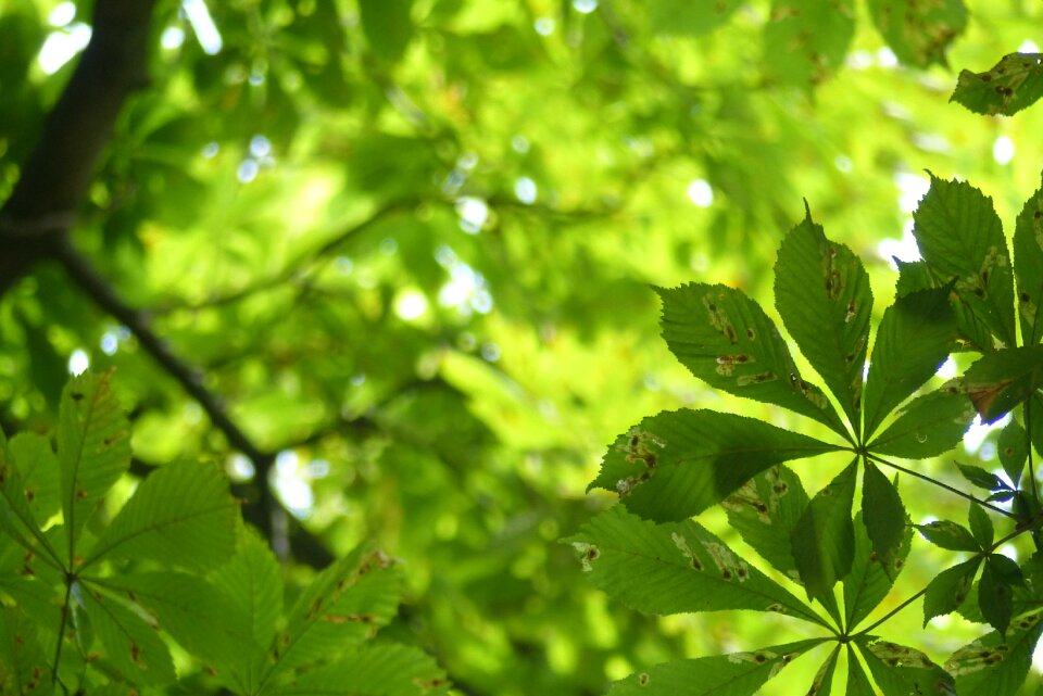 Green chestnut chestnut tree