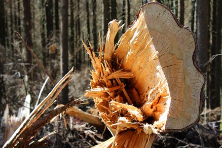 Forest broken splitter photo