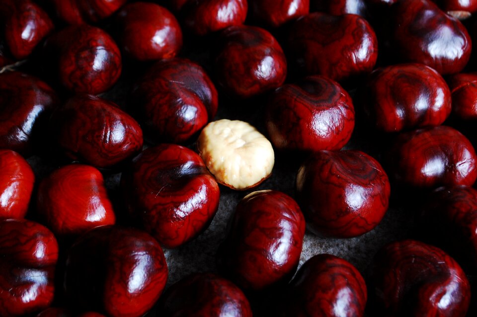 Nuts still life red