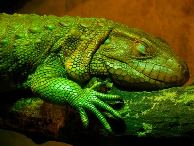 Zoo reptile lizard