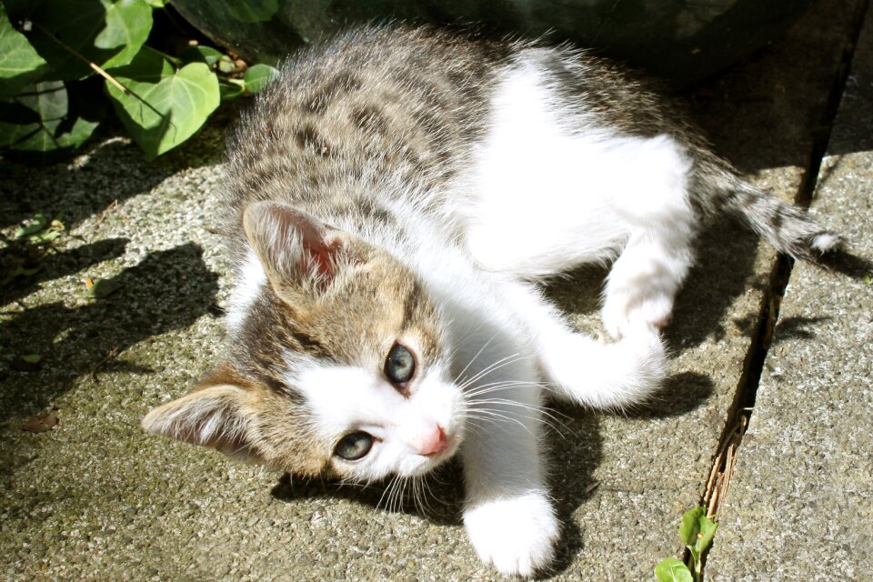 Pet domestic cat cute