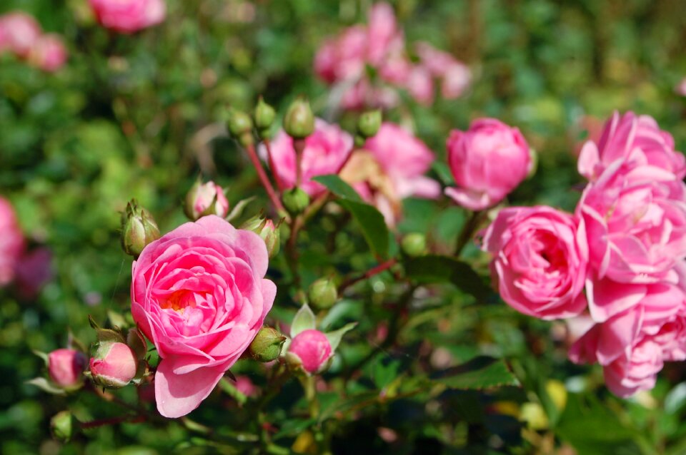 Flower plant romantic photo