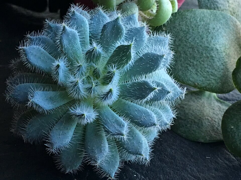Nature desert plant