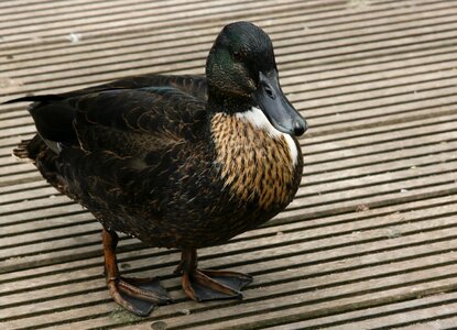 Water bird plumage poultry