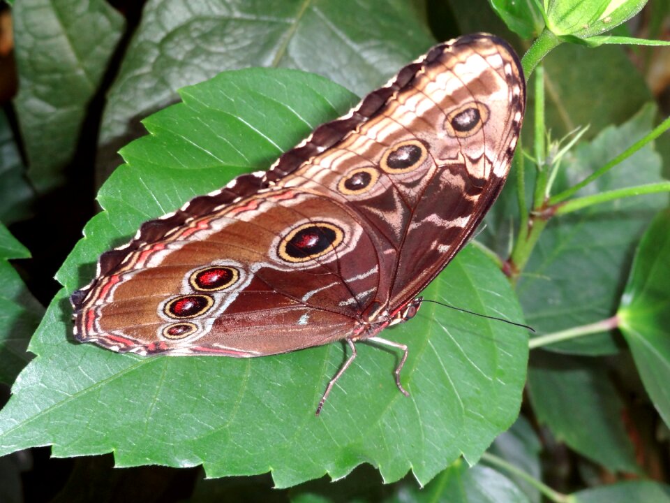Tropical animal wing