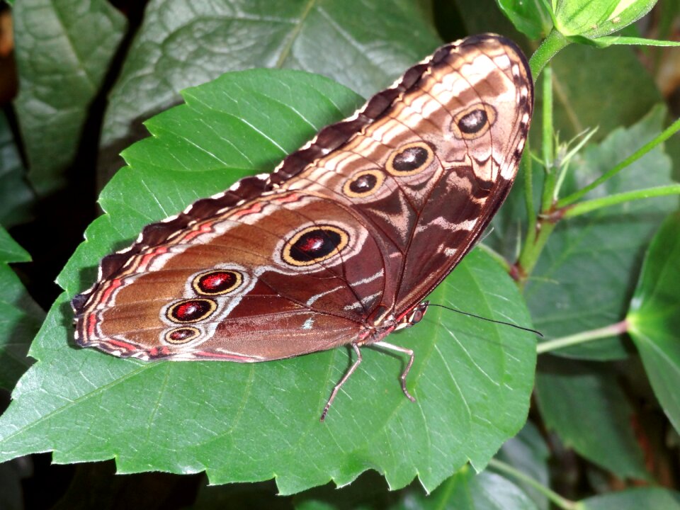 Tropical animal wing photo