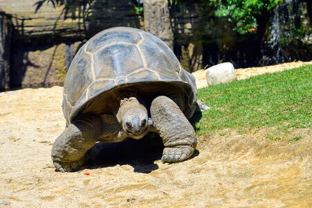 Animal shell reptile