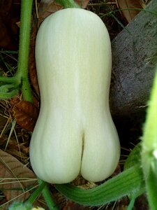 Diet autumn andalusia