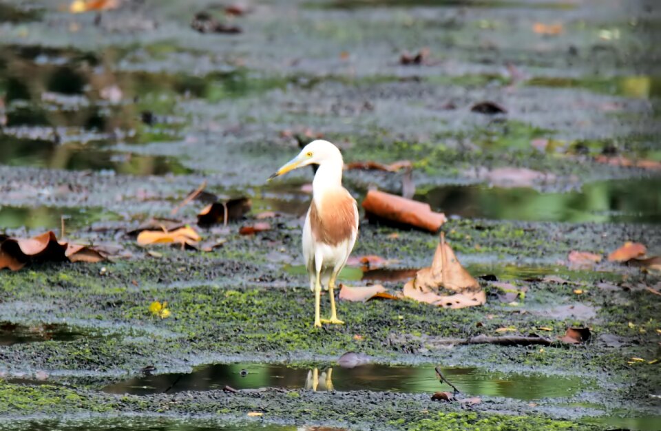 Water wetland pond