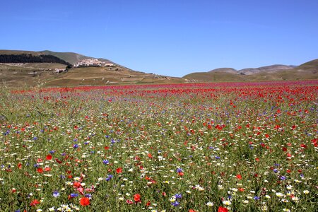 Norcia bloom 2016