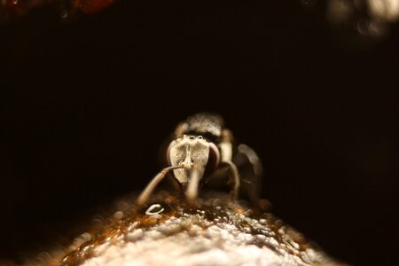 Head wildlife fauna