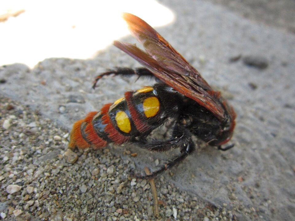 Fly wings scolia