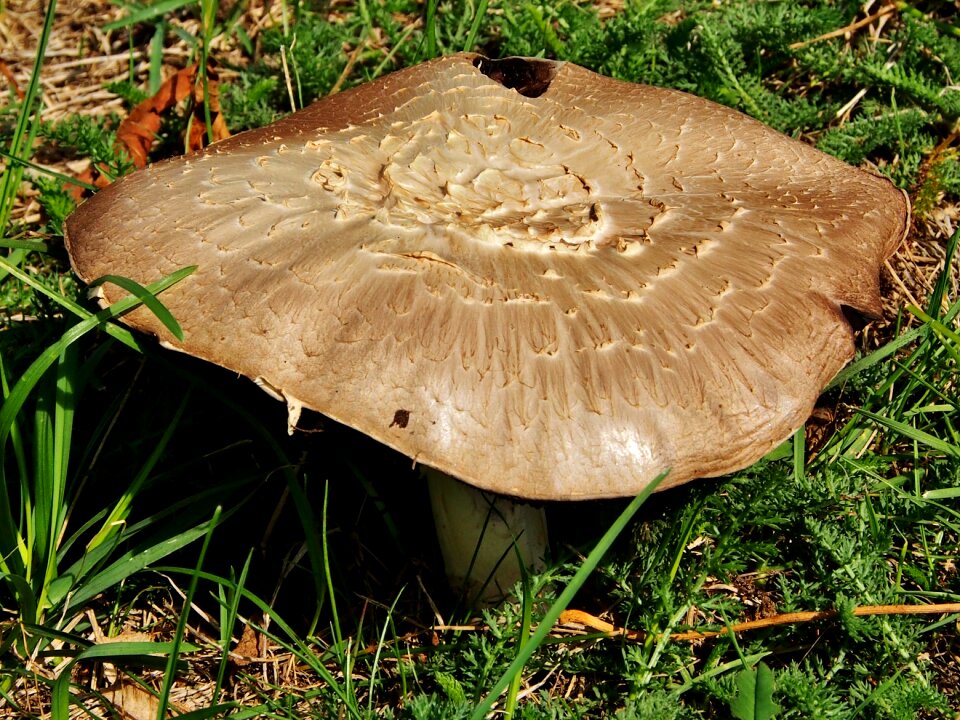 Mushroom autumn garden