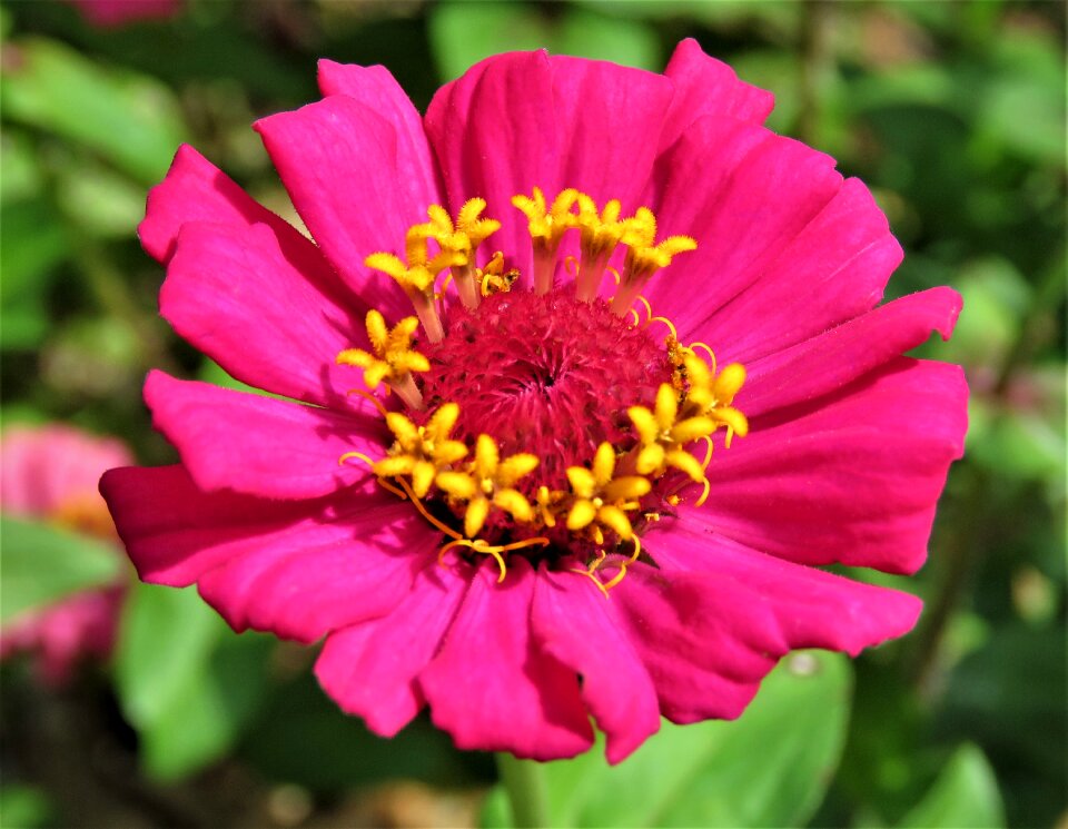 Colorful plant flora